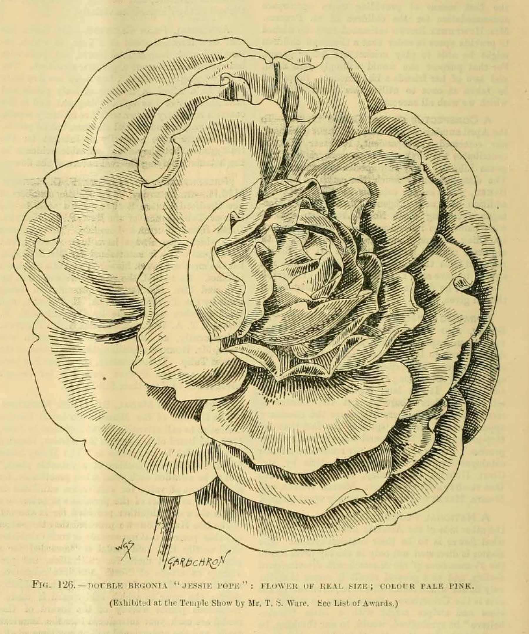 B. ‘Jessie Pope’